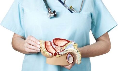 model mužského genitourinárního systému a léčba prostatitidy