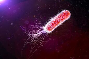 Escherichia coli